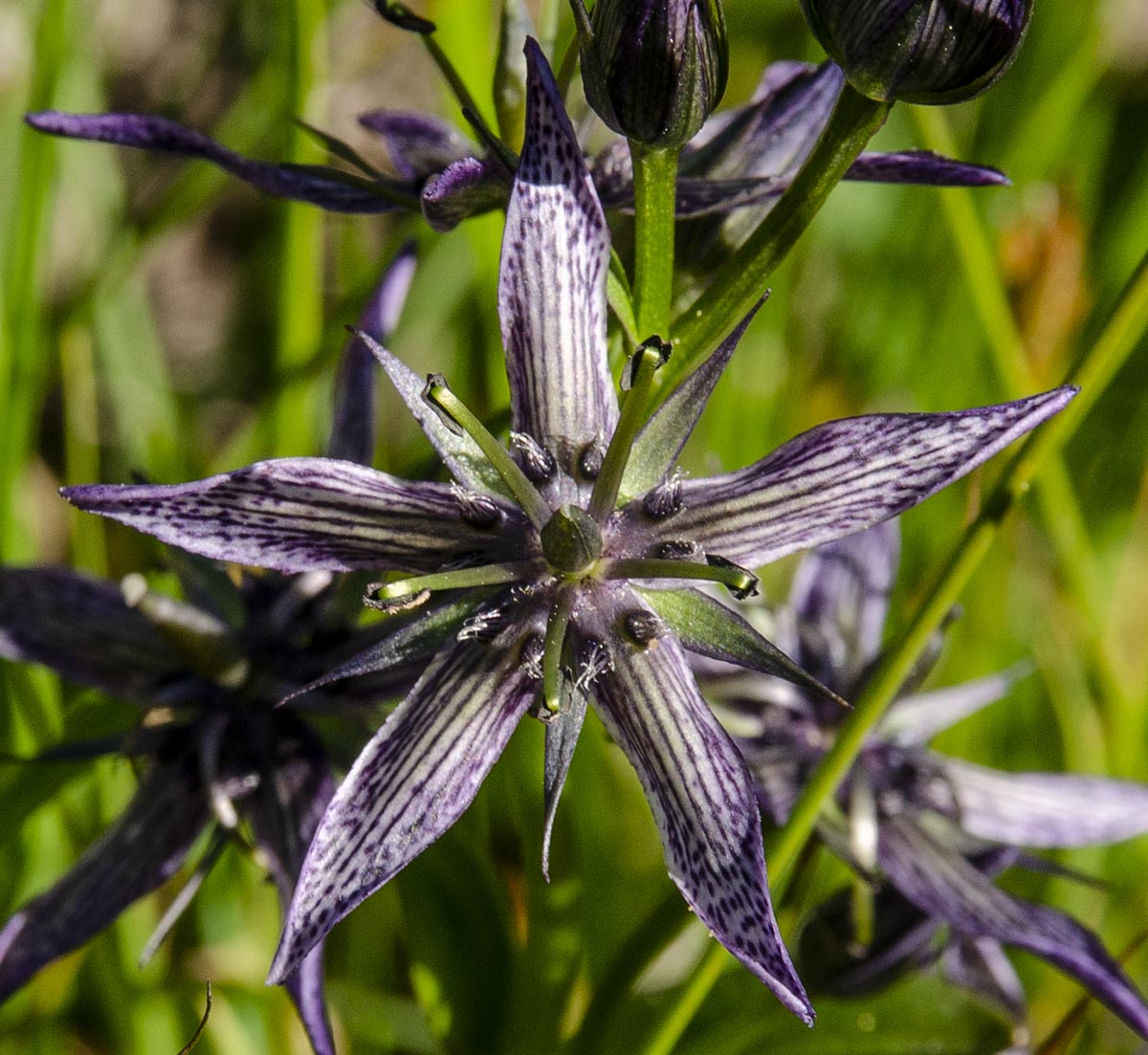 Blüte groß